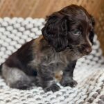 Dark Chocolate Dapple Dachshund Puppy — Gallery Photo