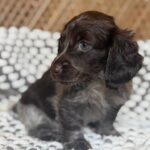 Dark Chocolate Dapple Dachshund Puppy — Gallery Photo