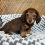 Chocolate & Tan Blue-Eyed Longhaired Dachshund Puppy — Gallery Photo