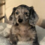 Silver Dapple Longhaired Dachshund Puppy — Gallery Photo