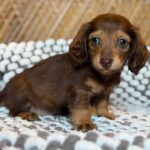 Chocolate & Tan Blue-Eyed Longhaired Dachshund Puppy — Gallery Photo
