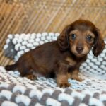 Chocolate & Tan Blue-Eyed Longhaired Dachshund Puppy — Gallery Photo