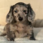 Silver Dapple Longhaired Dachshund Puppy — Gallery Photo