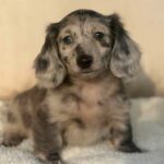 Silver Dapple Longhaired Dachshund Puppy — Gallery Photo
