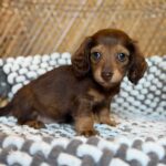Chocolate & Tan Blue-Eyed Longhaired Dachshund Puppy — Gallery Photo