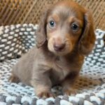 Isabella Blue-Eyed Longhaired Dachshund Puppy — Gallery Photo