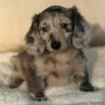 Silver Dapple Longhaired Dachshund Puppy — Gallery Photo