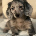 Silver Dapple Longhaired Dachshund Puppy — Gallery Photo