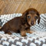 Chocolate & Tan Blue-Eyed Longhaired Dachshund Puppy — Gallery Photo