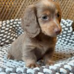 Isabella Blue-Eyed Longhaired Dachshund Puppy — Gallery Photo