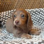 Isabella Blue-Eyed Longhaired Dachshund Puppy — Gallery Photo