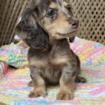 Chocolate Dapple Longhaired Dachshund Puppy — Gallery Photo