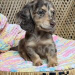 Chocolate Dapple Longhaired Dachshund Puppy — Gallery Photo