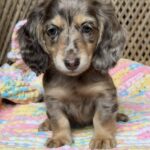 Chocolate Dapple Longhaired Dachshund Puppy — Gallery Photo