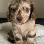 Chocolate Dapple Blue-Eyed Longhaired Dachshund Puppy — Gallery Photo