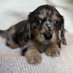 lack & Tan Dapple Longhaired Dachshund Puppy — Gallery Photo