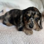 lack & Tan Dapple Longhaired Dachshund Puppy — Gallery Photo