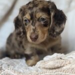 Chocolate Dapple Blue-Eyed Longhaired Dachshund Puppy — Gallery Photo