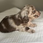 Chocolate Dapple Blue-Eyed Longhaired Dachshund Puppy — Gallery Photo