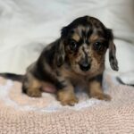 lack & Tan Dapple Longhaired Dachshund Puppy — Gallery Photo