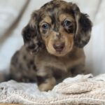 Chocolate Dapple Blue-Eyed Longhaired Dachshund Puppy — Gallery Photo