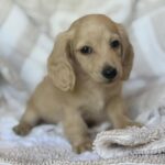 Cream Longhaired Dachshund Puppy — Gallery Photo