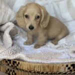 Cream Longhaired Dachshund Puppy — Gallery Photo