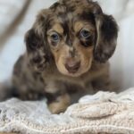 Chocolate Dapple Blue-Eyed Longhaired Dachshund Puppy — Gallery Photo