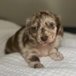 Chocolate Dapple Blue-Eyed Longhaired Dachshund Puppy — Gallery Photo