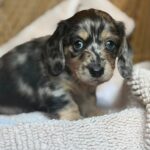 lack & Tan Dapple Longhaired Dachshund Puppy — Gallery Photo