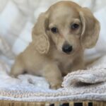 Cream Longhaired Dachshund Puppy — Gallery Photo