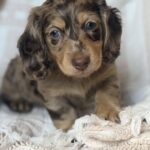 Chocolate Dapple Blue-Eyed Longhaired Dachshund Puppy — Gallery Photo