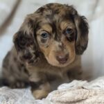 Chocolate Dapple Blue-Eyed Longhaired Dachshund Puppy — Gallery Photo