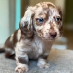 Chocolate Dapple Blue-Eyed Longhaired Dachshund Puppy — Gallery Photo