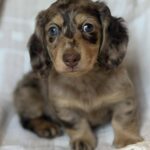 Chocolate Dapple Blue-Eyed Longhaired Dachshund Puppy — Gallery Photo