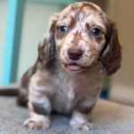 Chocolate Dapple Blue-Eyed Longhaired Dachshund Puppy — Gallery Photo