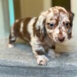 Chocolate Dapple Blue-Eyed Longhaired Dachshund Puppy — Gallery Photo