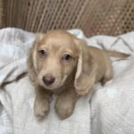 Cream Blue-Eyed Longhaired Dachshund Puppy — Gallery Photo