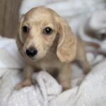 Cream Longhaired Dachshund Puppy — Gallery Photo