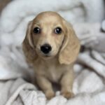 Cream Longhaired Dachshund Puppy — Gallery Photo
