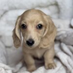 Cream Longhaired Dachshund Puppy — Gallery Photo