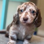 Chocolate Dapple Blue-Eyed Longhaired Dachshund Puppy — Gallery Photo