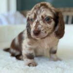 Chocolate Dapple Longhaired Dachshund Puppy — Gallery Photo