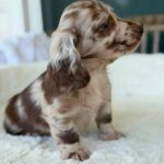 Chocolate Dapple Longhaired Dachshund Puppy — Gallery Photo