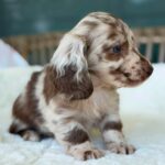 Chocolate Dapple Longhaired Dachshund Puppy — Gallery Photo