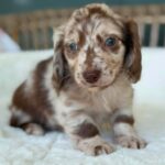 Chocolate Dapple Longhaired Dachshund Puppy — Gallery Photo