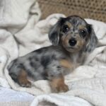 Blue Dapple Longhaired Dachshund Puppy — Gallery Photo