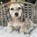 Cream Dapple Longhaired Dachshund Puppy — Gallery Photo