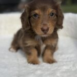 Chocolate & Tan Longhaired Dachshund Puppy — Gallery Photo