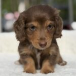 Chocolate & Tan Longhaired Dachshund Puppy — Gallery Photo